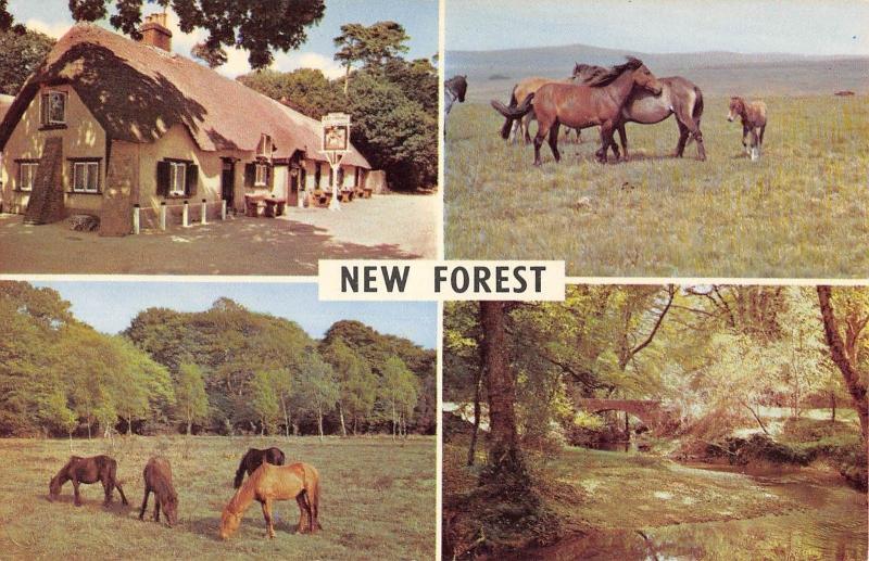 BR66224 new forest horse hampshire   uk 14x9cm