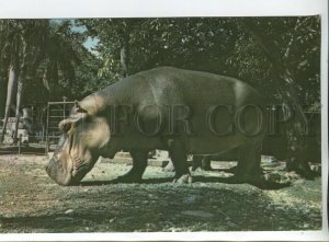 456657 Cuba National Zoo photo hippopotamus hippo postcard