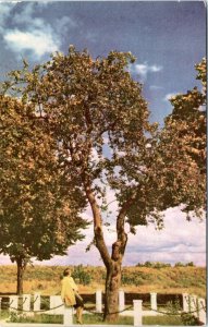 Postcard - Oldest Apple Tree - Union Oil Scenes of the West