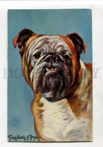 3148226 Portrait of BULLDOG by DONADINI Vintage colorful PC