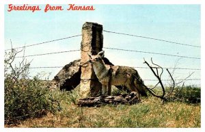 Postcard ANIMAL SCENE State of Kansas KS AQ2782