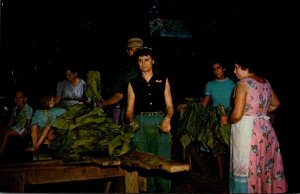 Barning Tobacco In Dixie