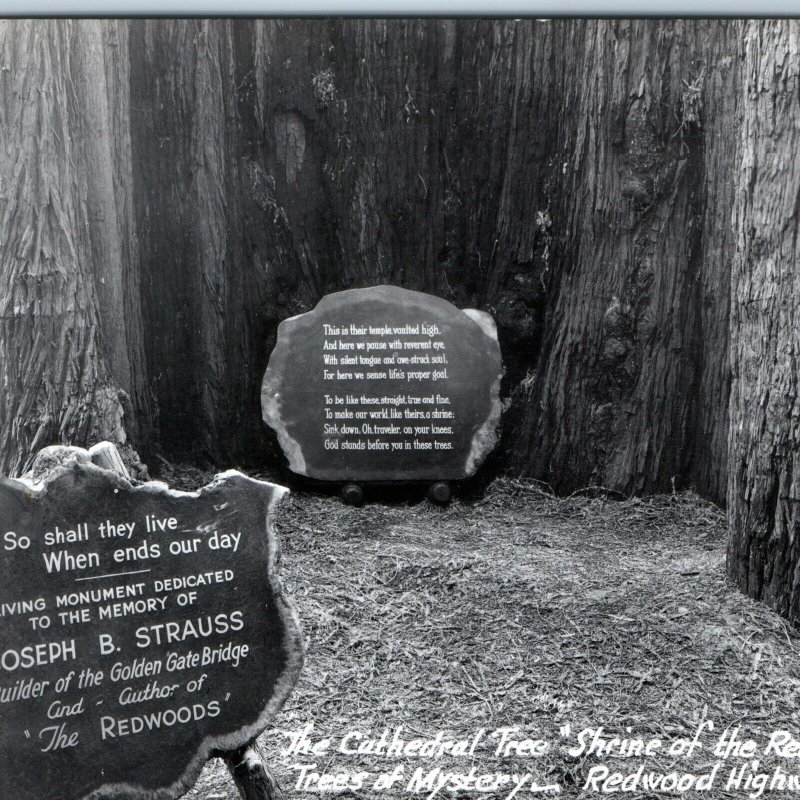 c1950s Redwood Hwy CA RPPC Shrine Cathedral Tree Monument Mystery God Poem A164