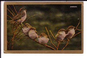 Sparrows on Tree Branch, Valentine Series. Birds, Used PEI 1909