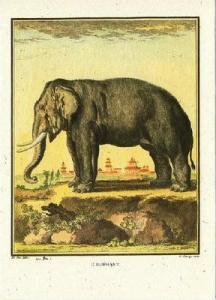 Elephant in Oriental Landscape from Old Print Modern Po