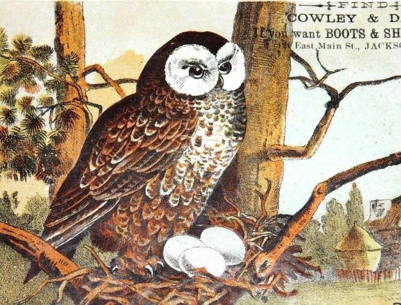 Fab Brown Owl Nest - Eggs Cowley & Davis Boots & Shoes Jackson, MI F1