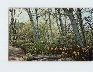 Postcard White Birch, Rock Garden, Boerner Botanical Gardens, Hales Corners, WI