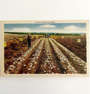 Potato Digging In Maine Postcard Agriculture Farming c1930s DWS5B