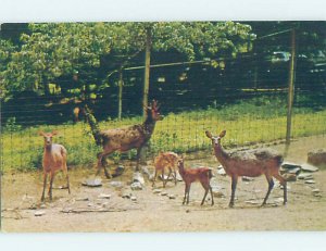 Chrome ZOO SCENE Washington DC AG1460