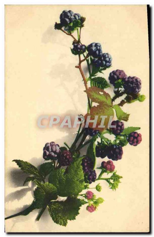 Old Postcard Blueberries