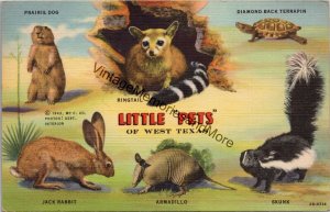 Little Pets of West Texas Postcard PC324