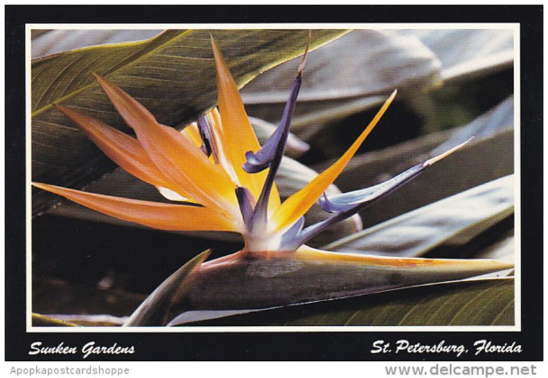 Bird of Paradise at Sunken Gardens St Petersburg Florida