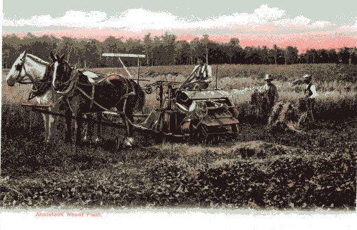 Aroostook Wheat Field