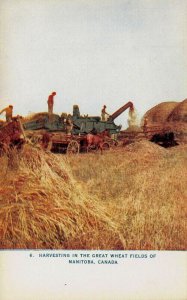 Harvesting in the Great Wheat Fields of Manitoba, Canada., Early Postcard