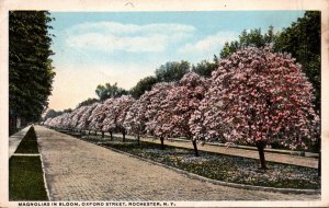 New York Rochester Oxford Street With Magnolias In Bloom 1915