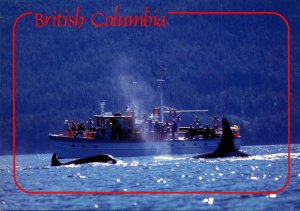 Canada British Columbia Whale Watching Killer Whales