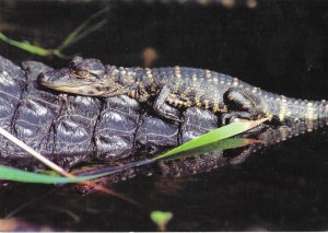 A Baby American Alligator Can Swim Immediately After Hatching  4 by 6