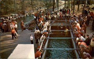 Melvin Village NH New Hampshire Salmon Stripping c1950-60s Vintage Postcard