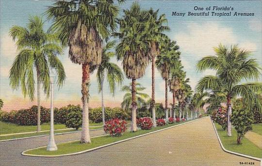 One Of Florida's Many Beautiful Tropical Avenues Florida