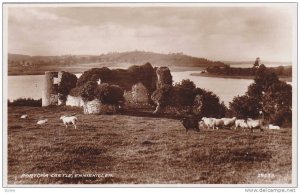 RP, Flock Of Sheep, Portora Castle, Enniskillen, Northern Ireland, UK, 20-40s