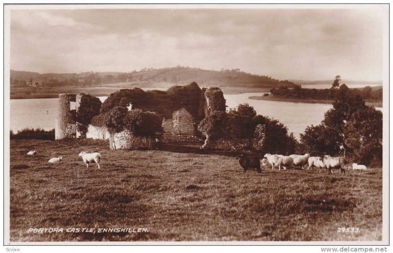 RP, Flock Of Sheep, Portora Castle, Enniskillen, Northern Ireland, UK, 20-40s