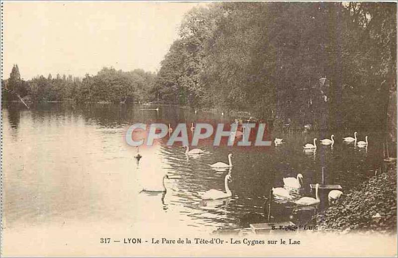 'Old Postcard Lyon Park Tete D''Or The Swan Lake'