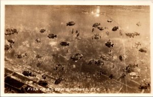 Fish in Silver Springs Florida Real Photo Postcard PC139