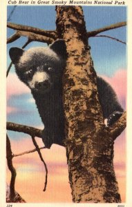 Tennessee Great Smoky Mountains Cub Bear In A Tree