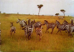 Zebra Herd Kenya