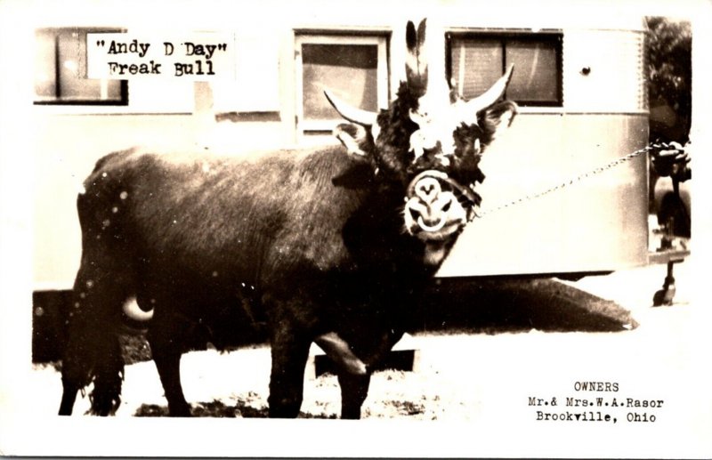 Bulls Andy D Days Freak Bull Brookville Ohio Real Photo