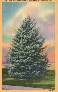 Vintage Postcard 1930's The Blue Spruce Picea Pungens Utah State Tree UT