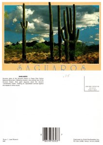 Saguaros, Arizona 7568