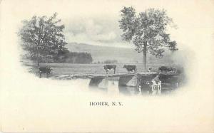 Livestock Scene, Homer New York NY UNDivided Back