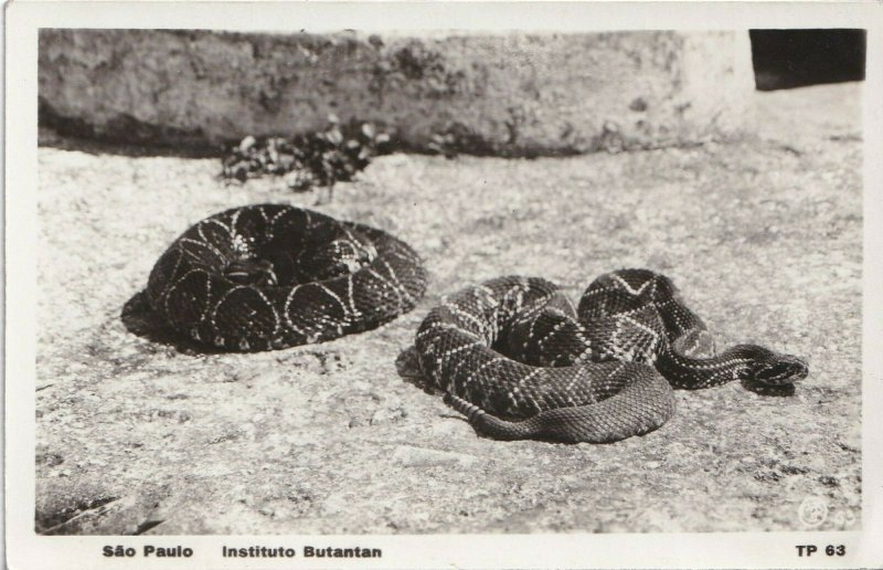 1933 Sao Paolo Brasil Instituto Butantan RPPC Tarjeta Postal Rattlesnakes