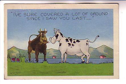 Cow and Bull Cartoon, Covered a Lot of Ground, Humour