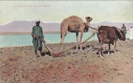 Camel and Oxen Plowing Cultivateeur en Haute Egypt