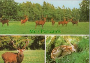 Animals Postcard - Red Deer Stags, Lowther Wildlife Country Park   RR19576