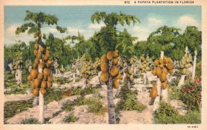 Vintage Postcard A Papaya Plantation In Florida Fruit Farm Trees And Fruits