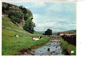 Kilnsey Crag, Wharfedale, Yorkshire, Cows, with Greetings