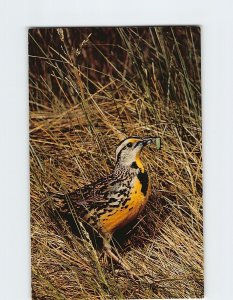 Postcard Meadowlark (Sturnella magna)