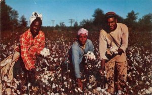 COTTON FIELDS BLACK AMERICANA BILL KOBERT POSTCARD (1960s)