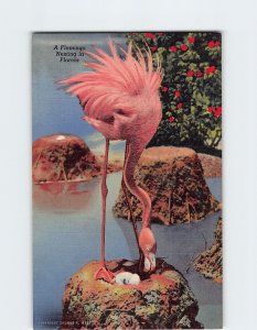 Postcard A Flamingo Nesting in Florida, Hialeah, Florida