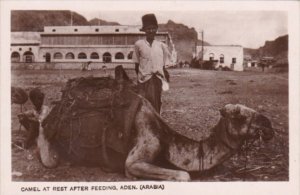 Yemen Aden Camel At Rest After Feeding Real Photo