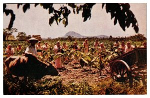 VTG Harvesting Tobacco in the Cagayan Valley, Luzon, Philippines, Postcard