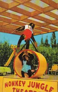 Chimp Show At The Monkey Jungle Miami Florida