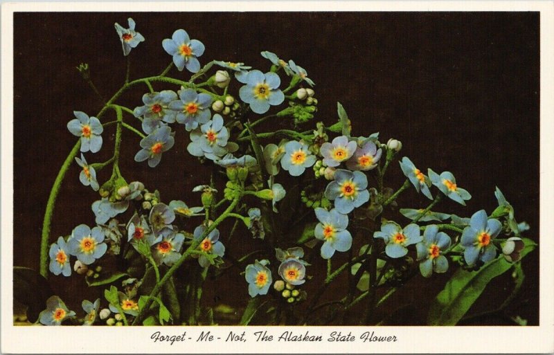 Alaska State Flower Forget Me Not Alaskan Blue Flowers 1970 Vintage Postcard H17