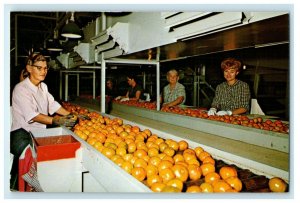 Waverly Home Of The Florida Orange Interior Growers Vintage Postcard