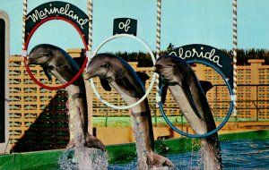 Dolphins Trio Peforming Triplehoop Jump Marineland St Augustine Florida