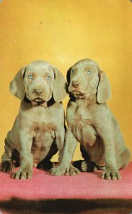 Vintage Postcard The Brothers Weimaraner Pups Two Little Cute Dogs Animals