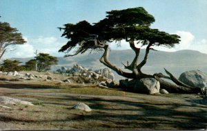 California Pebble Beach Famous Monterey Cypress Tree 1958